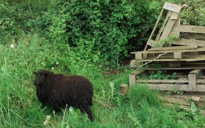 Les Alpes Mancelles : Un mouton comme médiateur pour les élèves d’ULIS